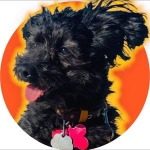 Meet your Posher, Bentley